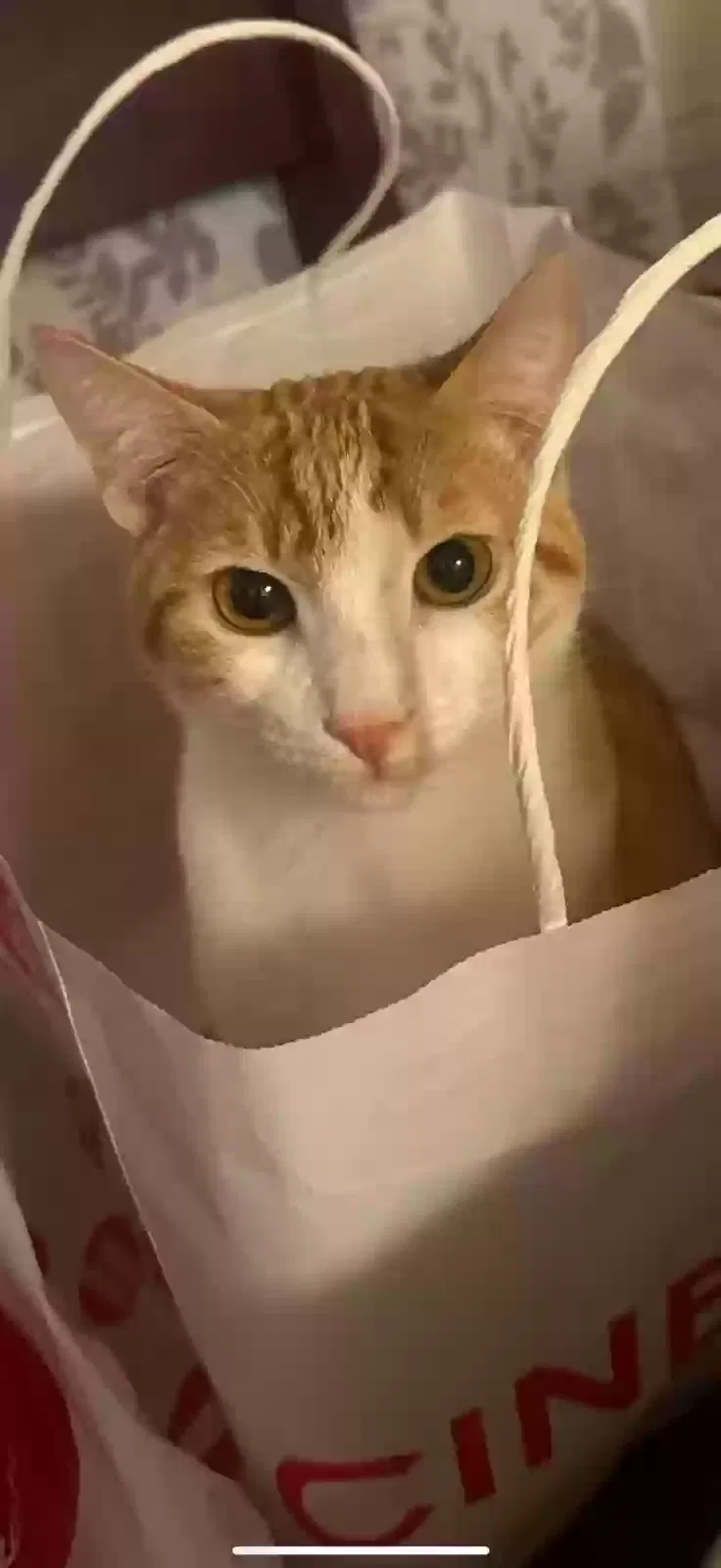 Lost cat in Coachella, CA, 92236