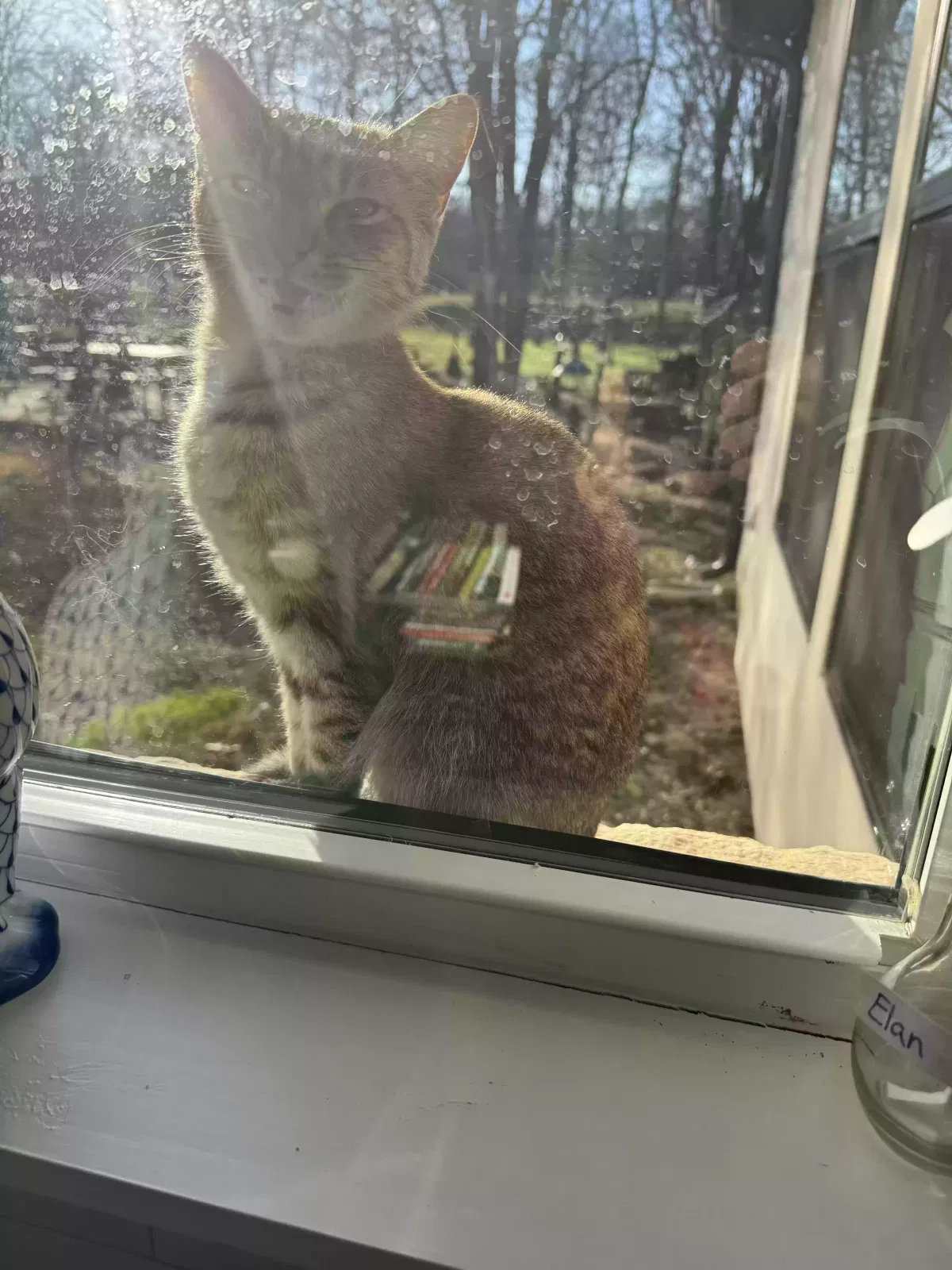 Found cat in West, TX, 76691