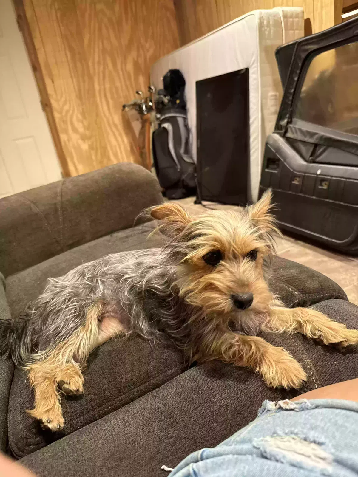 Lost dog in Bridgeport, TX, 76426