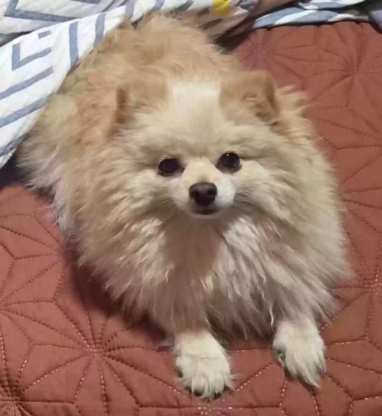 Lost dog in Los Angeles, CA, 90047