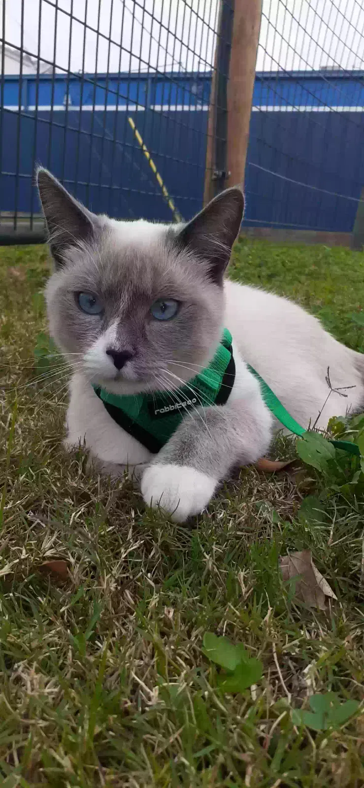 Lost cat in Houston, TX, 77098