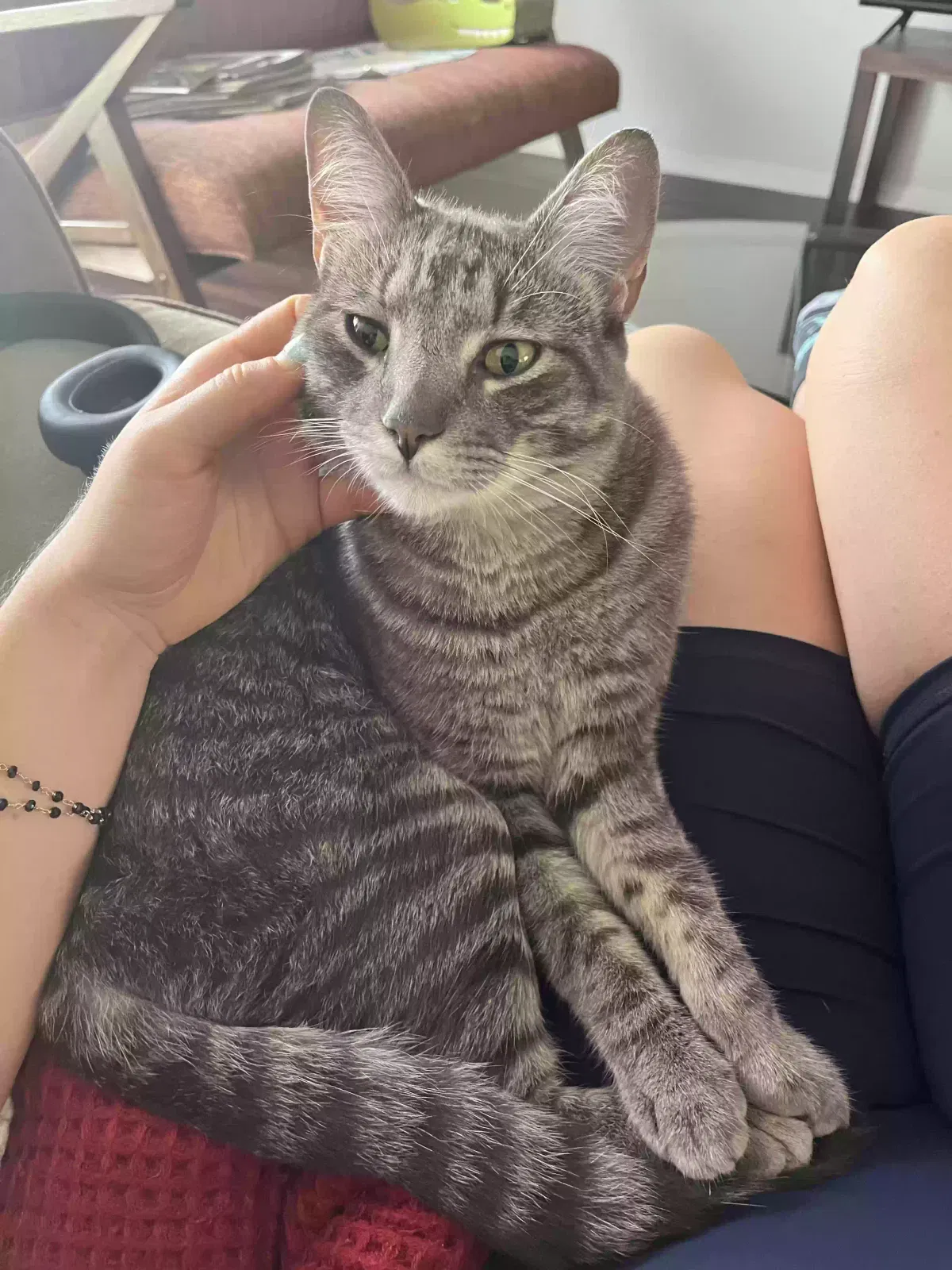 Lost cat in Austin, TX, 78745
