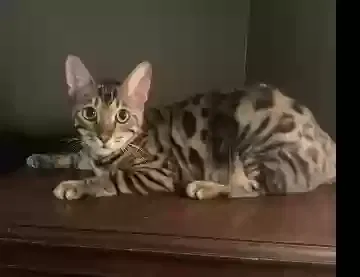 Lost cat in Elgin, SC, 29045