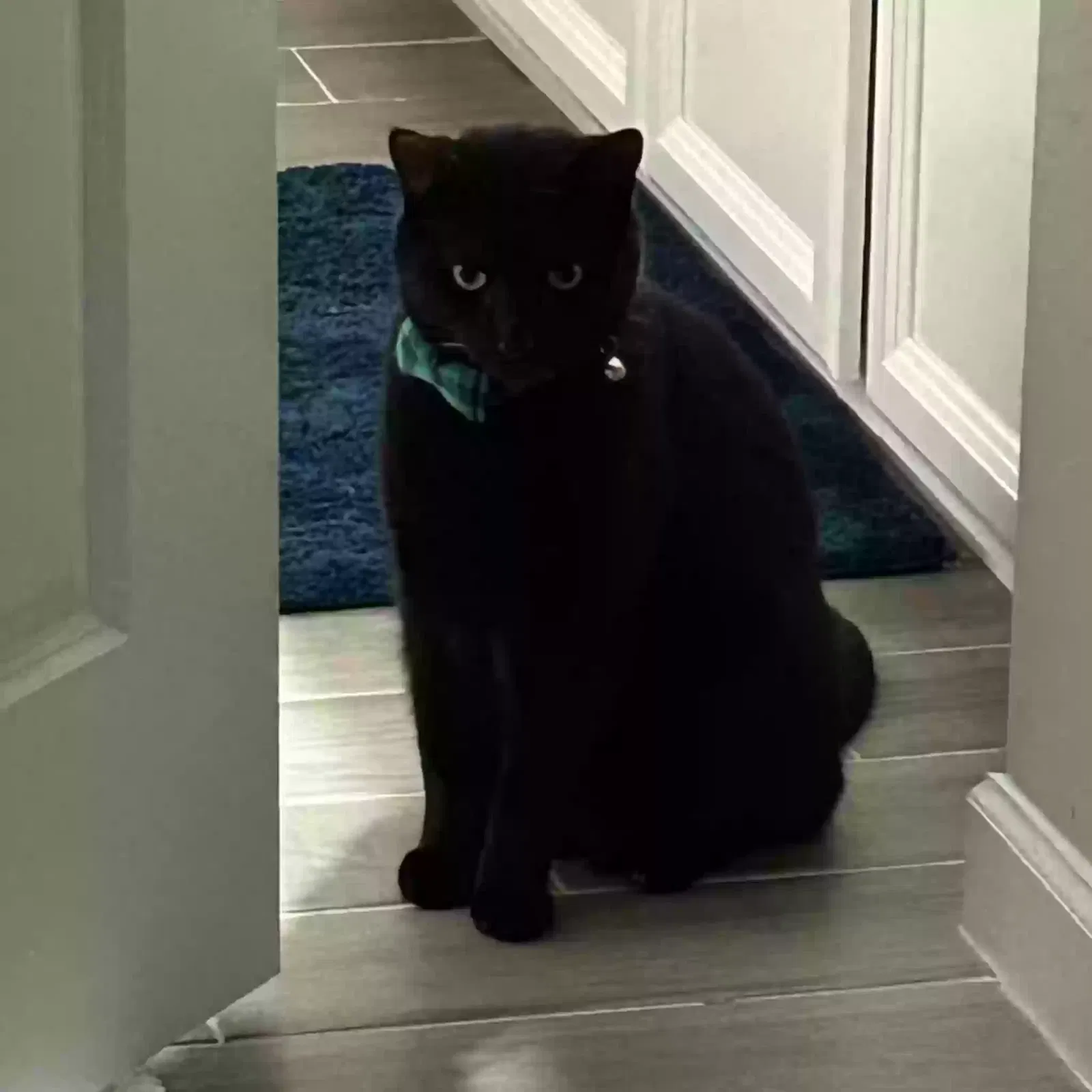 Lost cat in Saint Johns, FL, 32259
