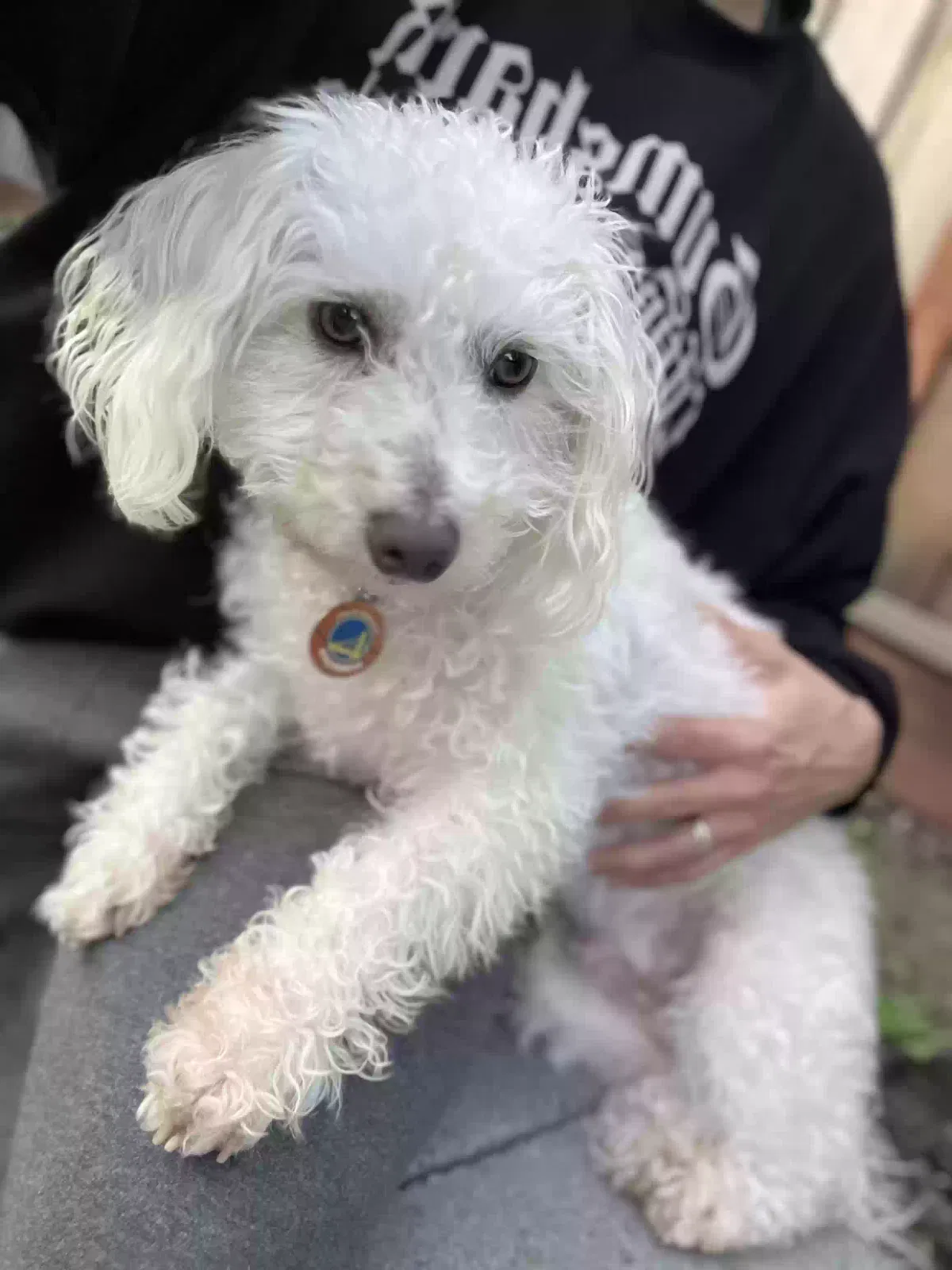 Lost dog in Hollister, CA, 95023