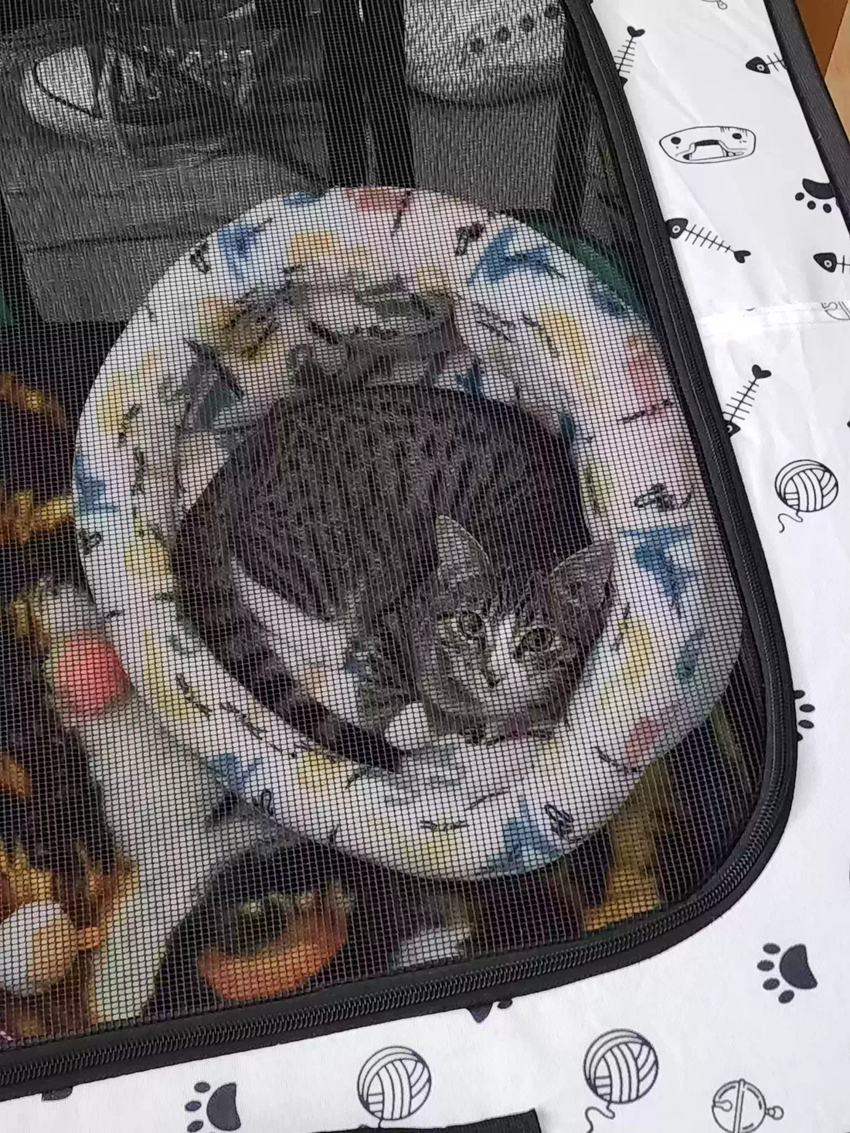 Lost cat in La Mirada, CA, 90638