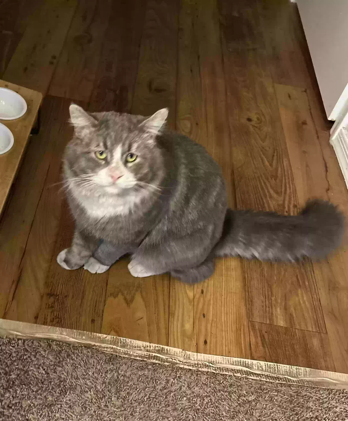 Lost cat in Scottsdale, AZ, 85251