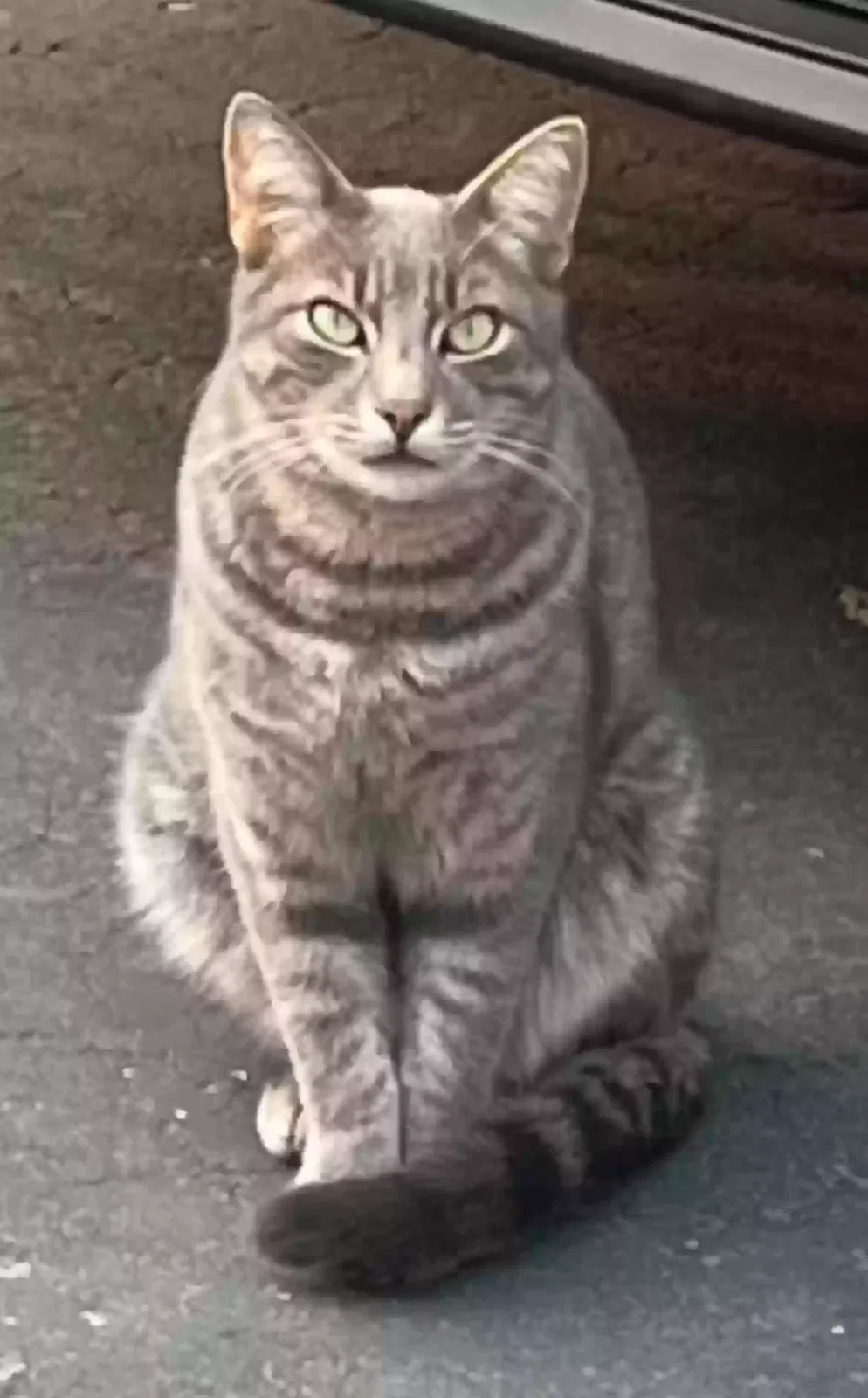 Lost cat in Lincoln, CA, 95648