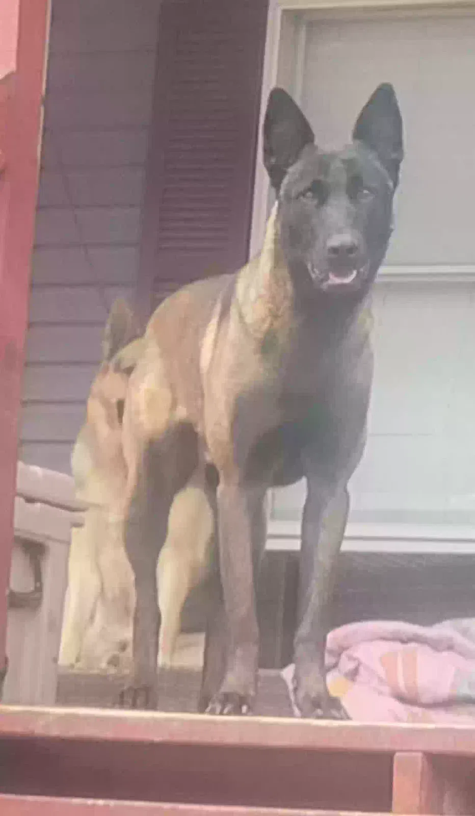 Lost dog in Lampasas, TX, 76550