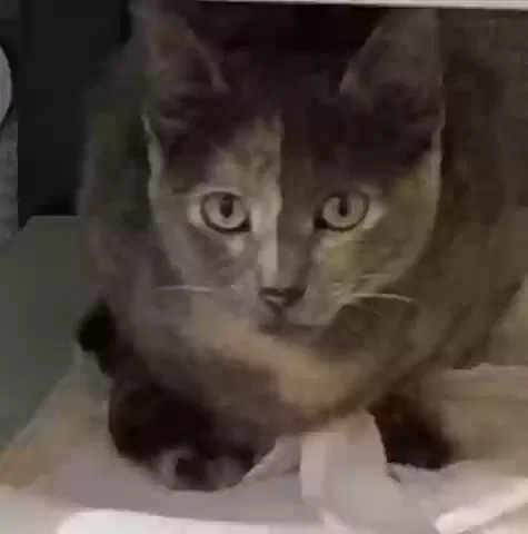 Lost cat in Laguna Hills, CA, 92653