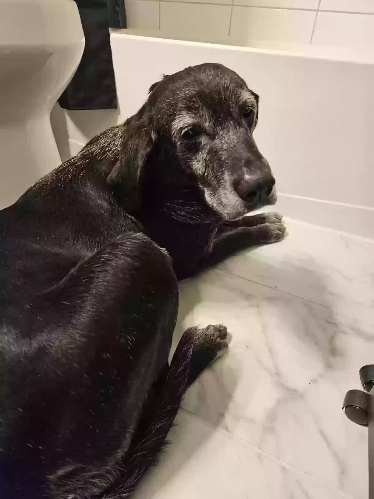 Found dog in Bellville, TX, 77418
