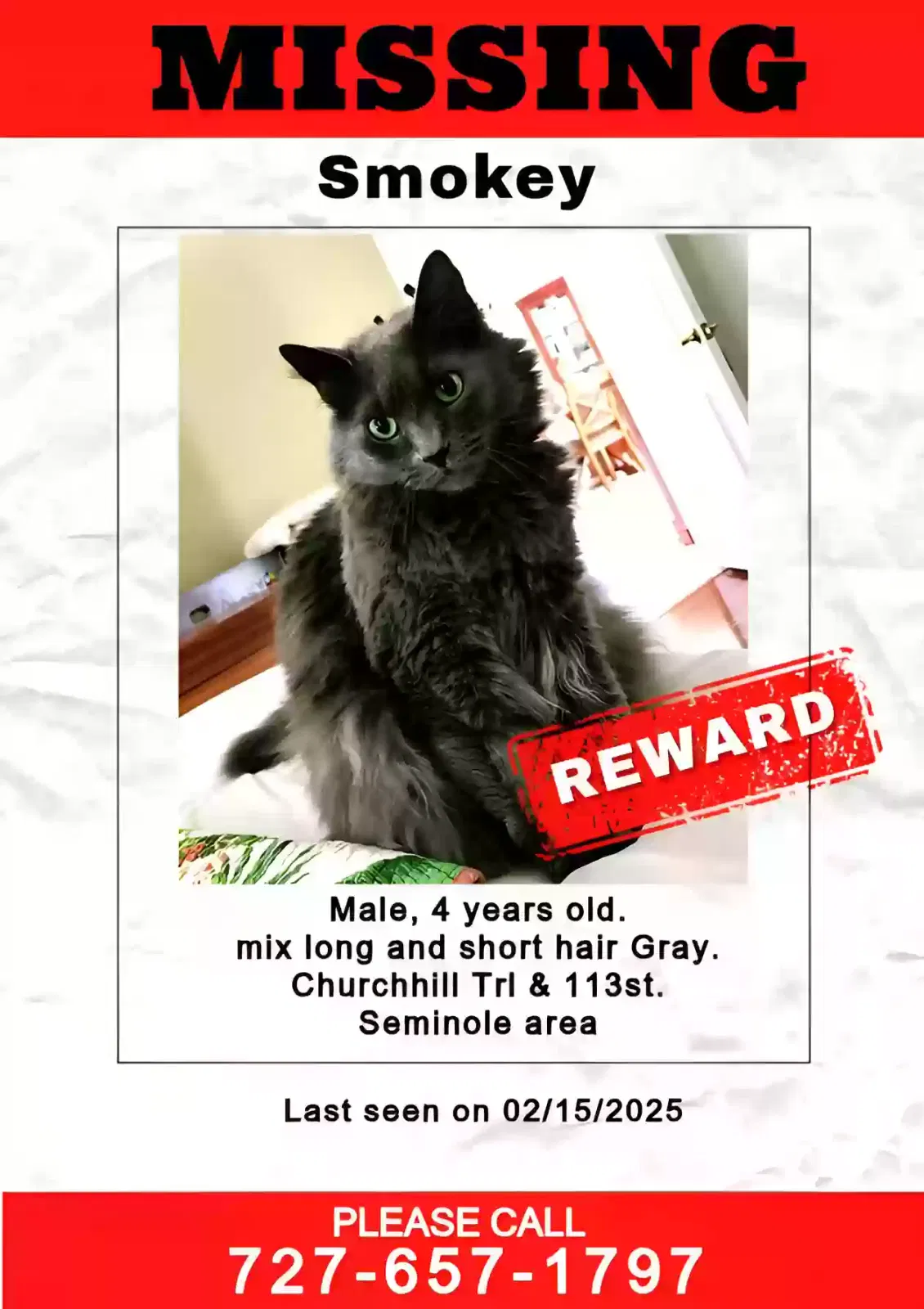 Lost cat in Seminole, FL, 33772