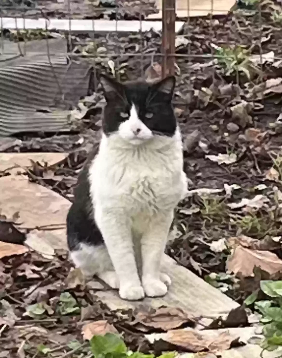 Found cat in Eugene, OR, 97402
