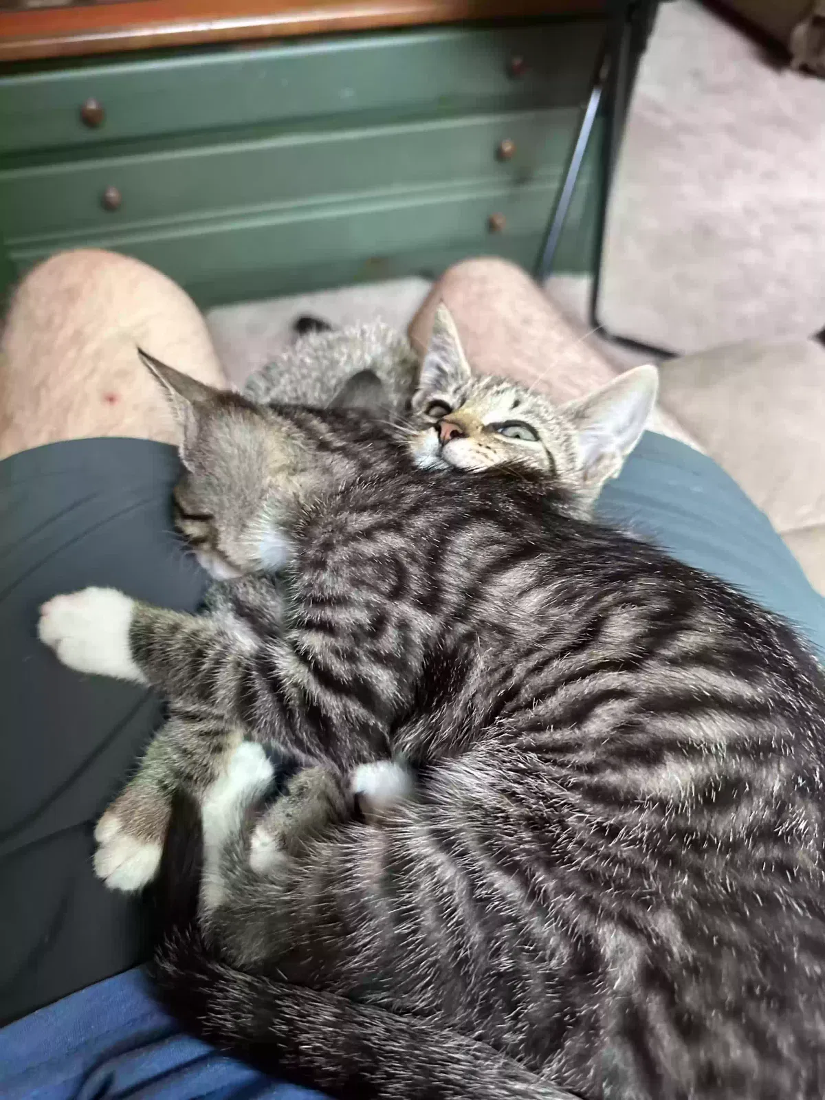 Lost cat in Branford, FL, 32008