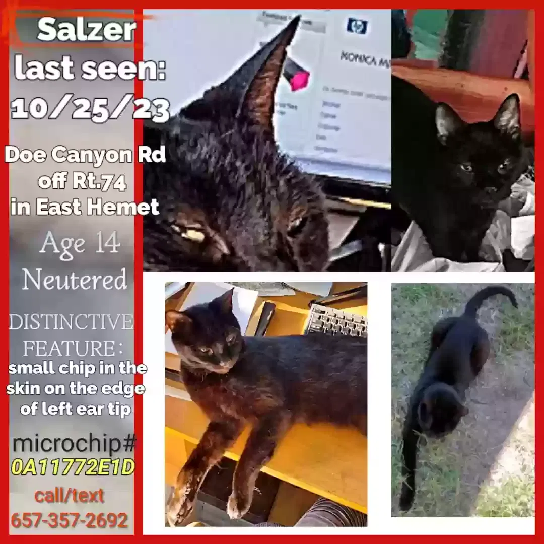 Lost cat in Hemet, CA, 92544