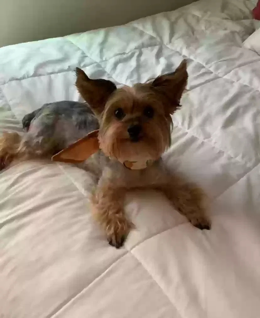 Lost dog in Vancouver, WA, 98683