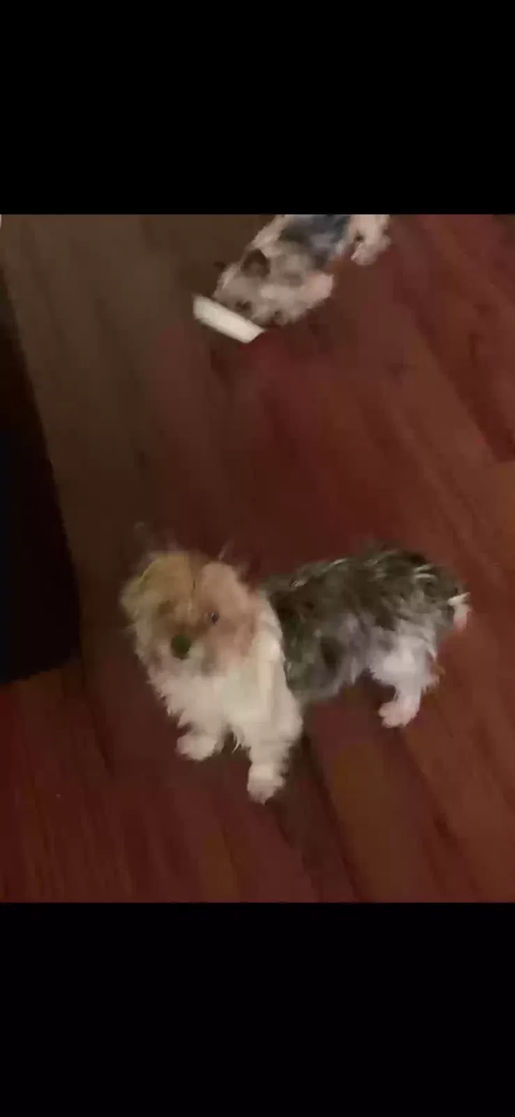 Lost dog in Salem, OR, 97317