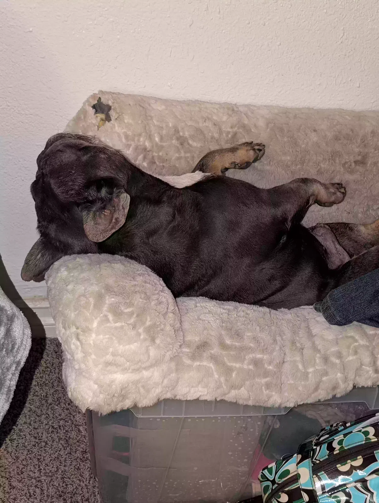 Lost dog in Riverside, CA, 92507