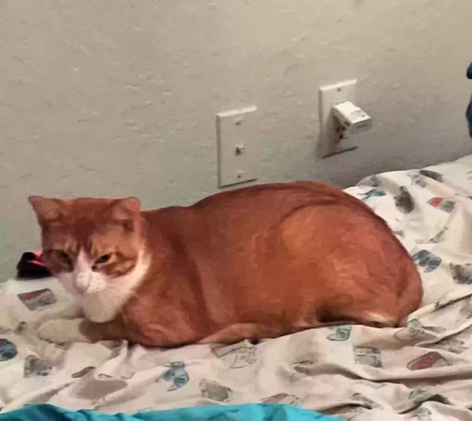 Lost cat in Orlando, FL, 32835