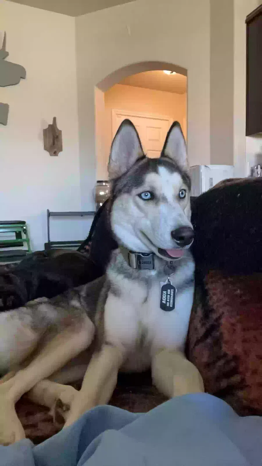 Lost dog in Temple, TX, 76502