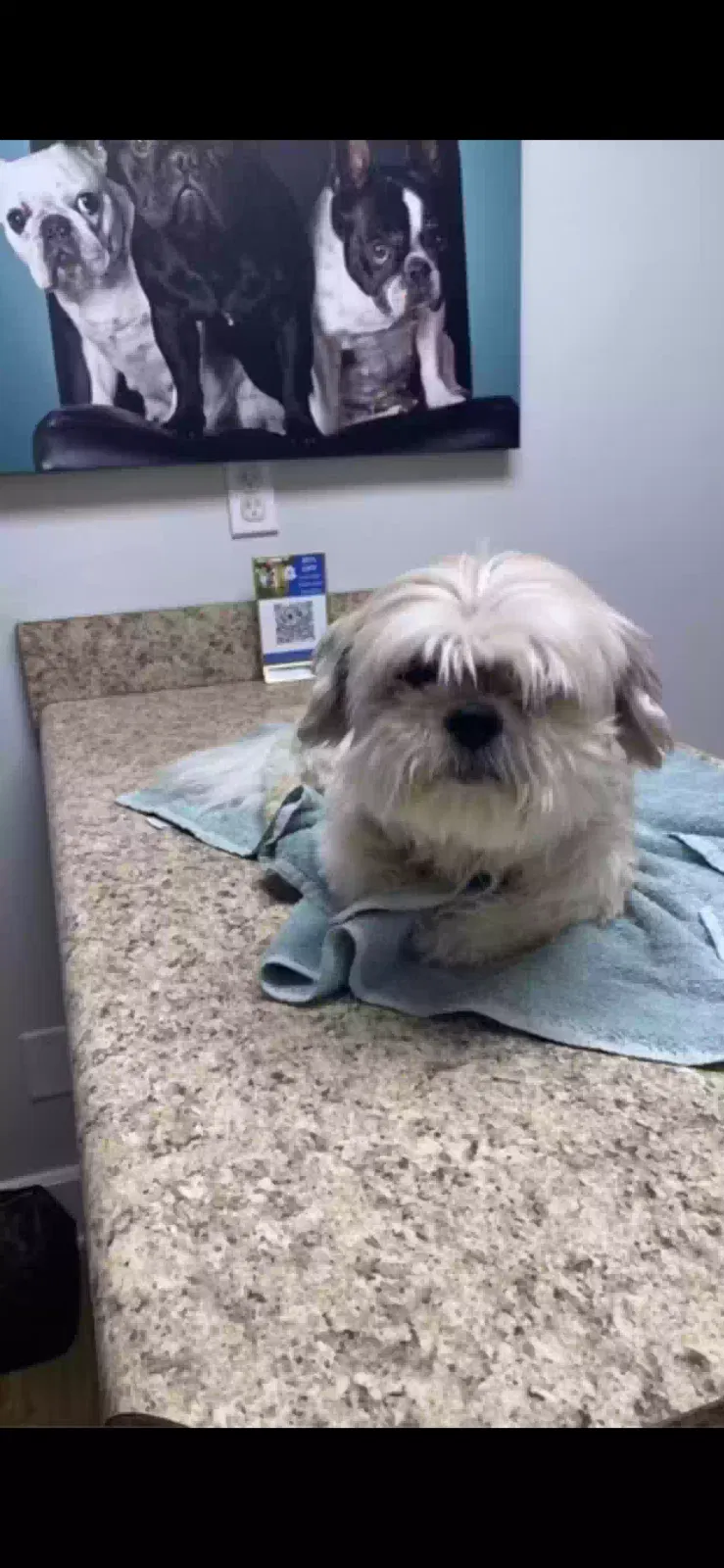 Lost dog in Mobile, AL, 36606