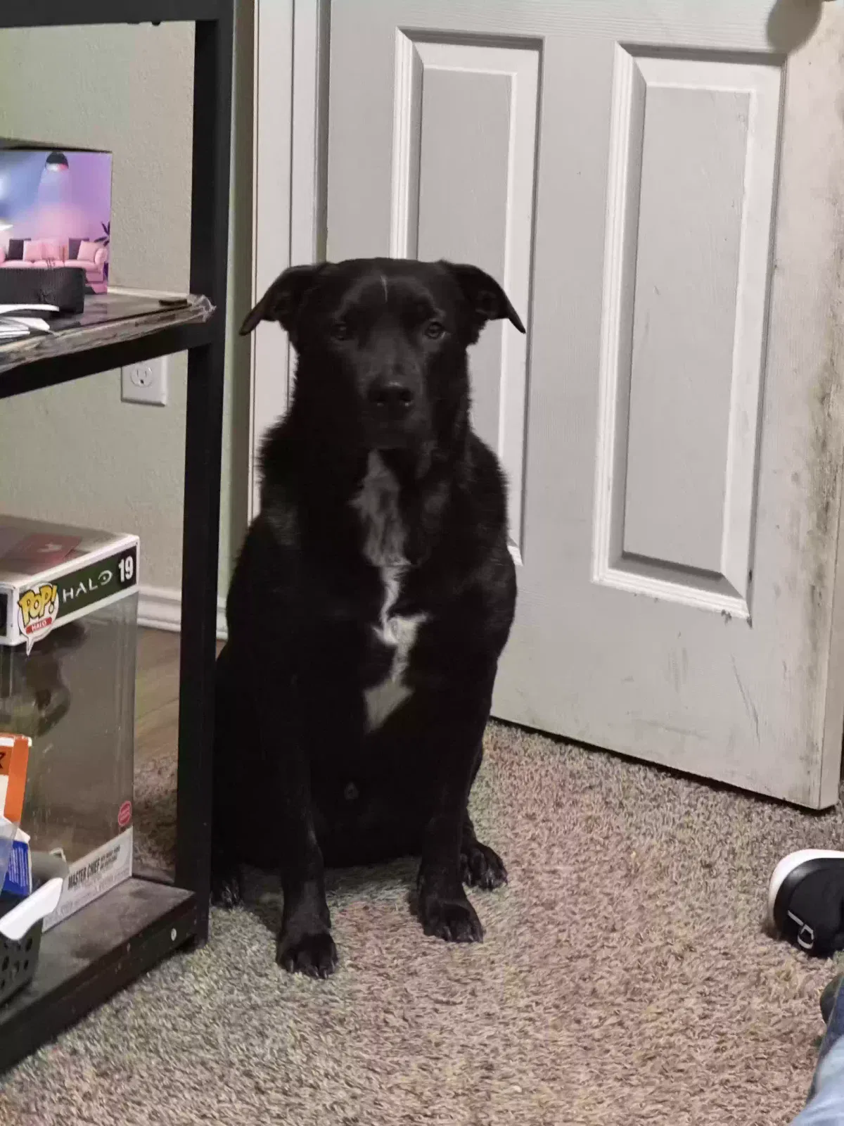 Lost dog in Temple, TX, 76502