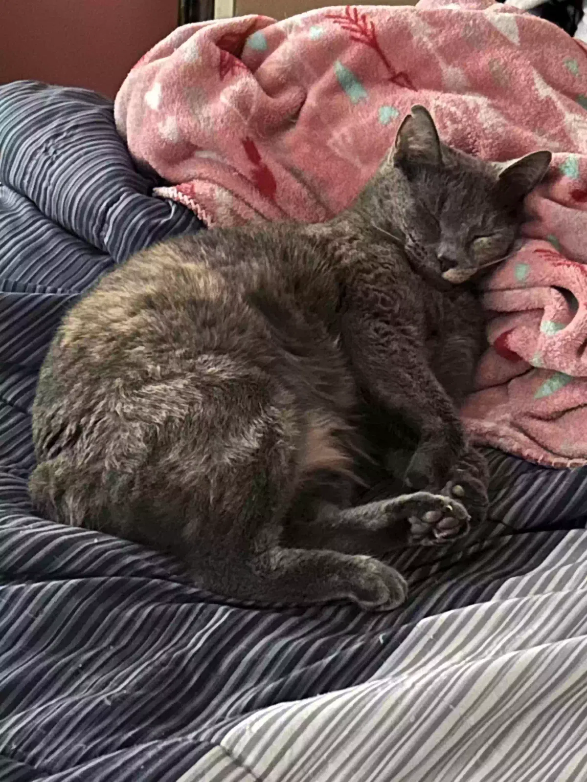 Lost cat in Oneonta, AL, 35121