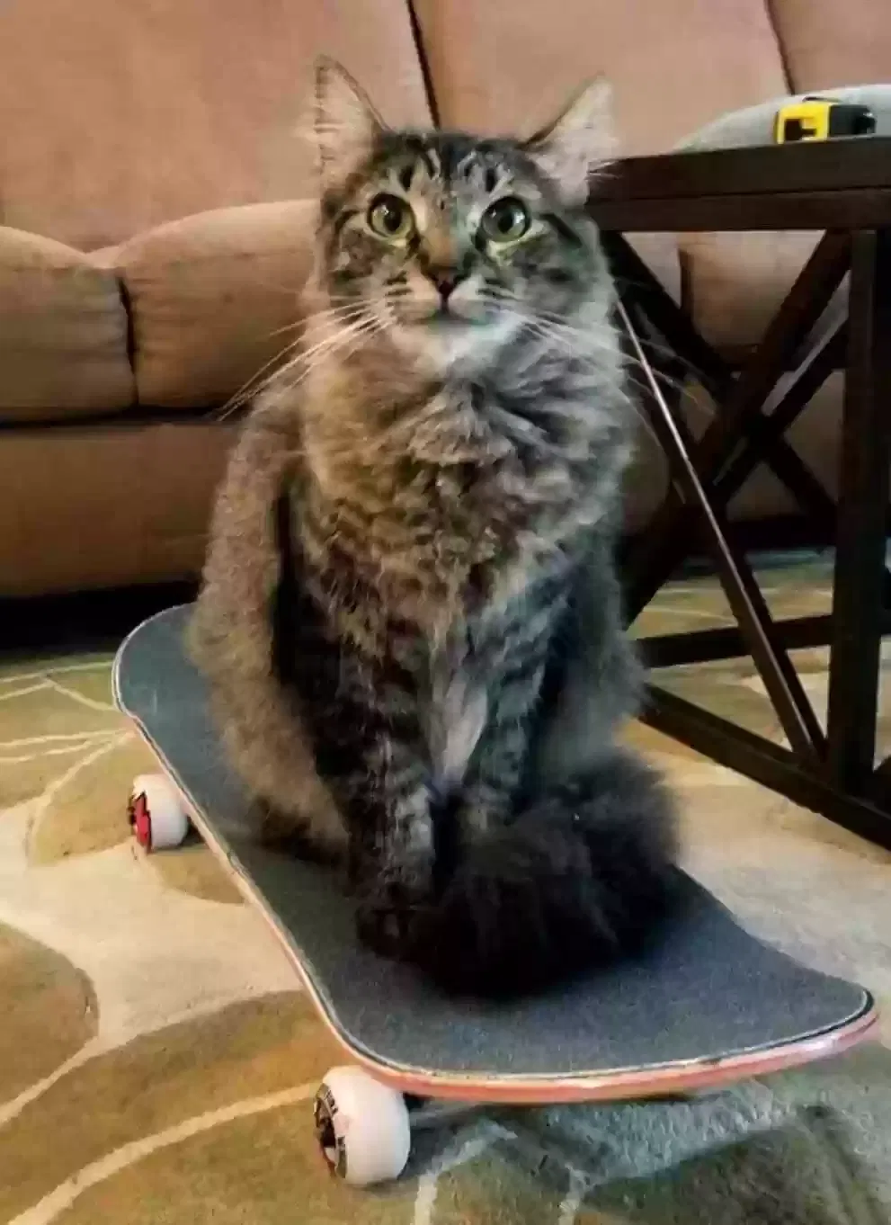 Lost cat in Middleburg, FL, 32068
