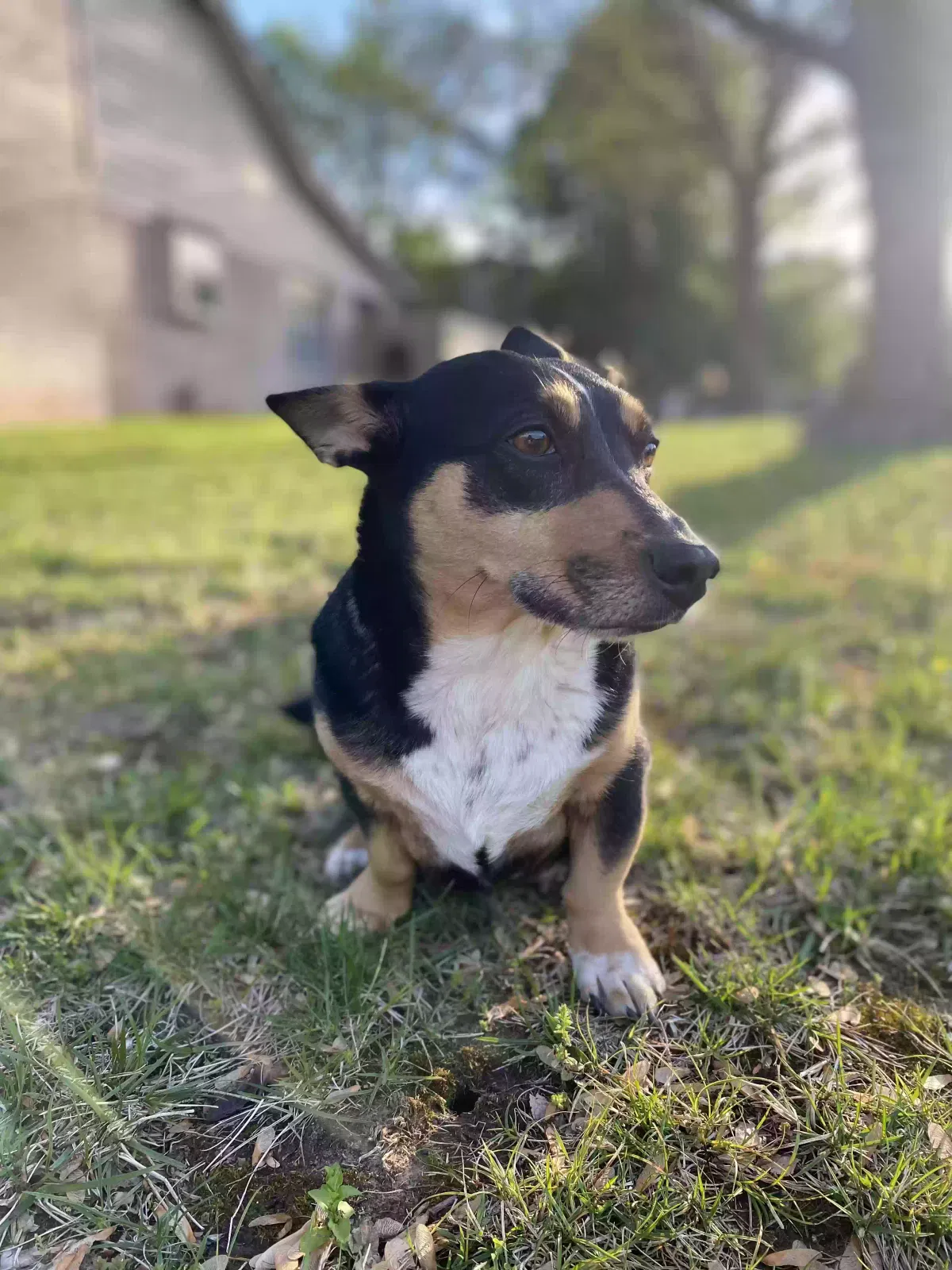 Lost dog in Tulsa, OK, 74133