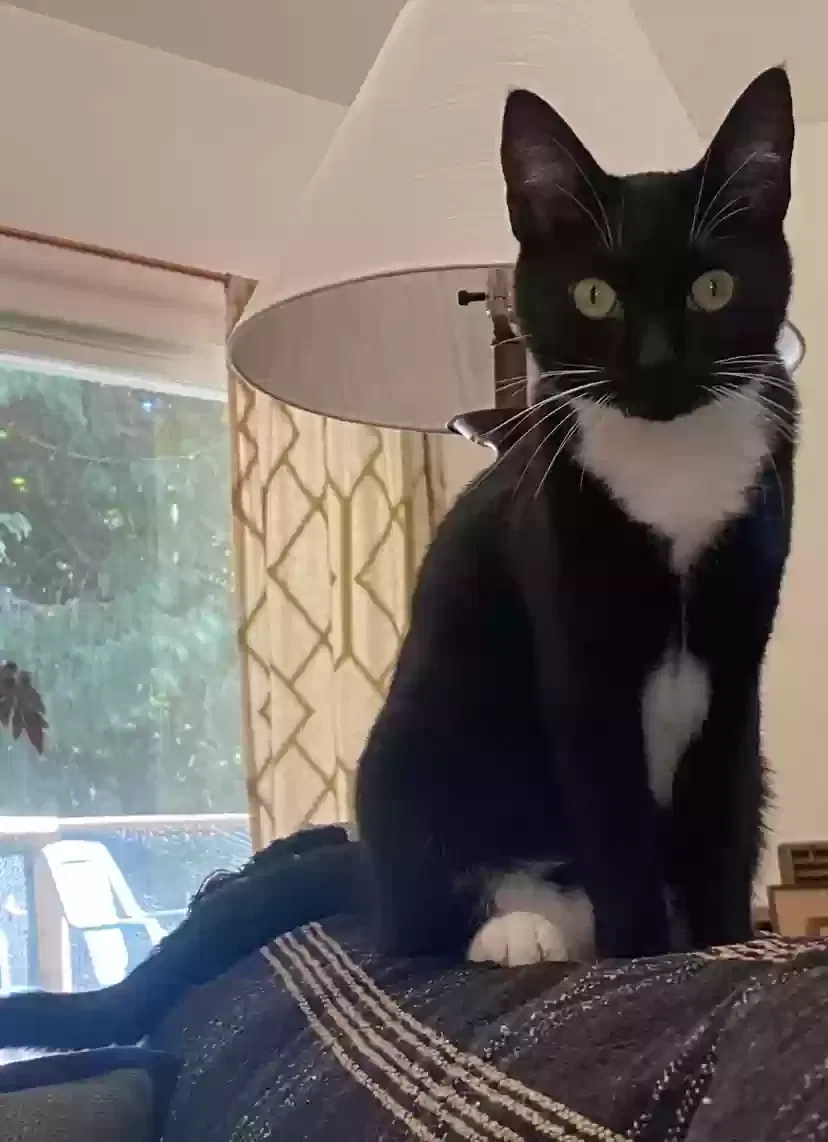 Lost cat in Seattle, WA, 98155