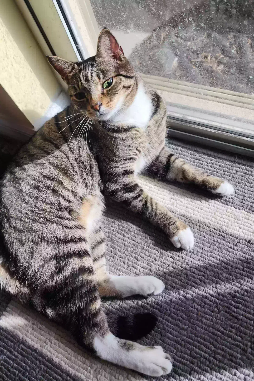 Lost cat in Pompano Beach, FL, 33073
