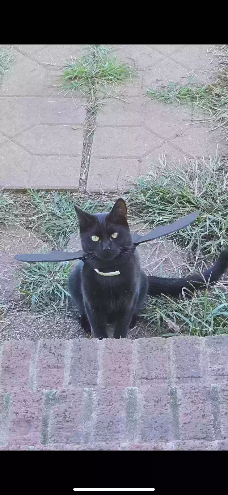 Lost cat in Stony Point, NC, 28678