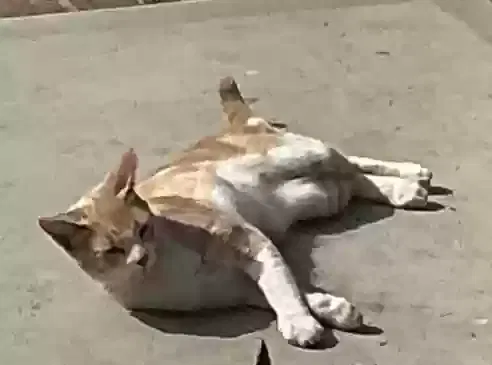 Lost cat in Wilmington, CA, 90744
