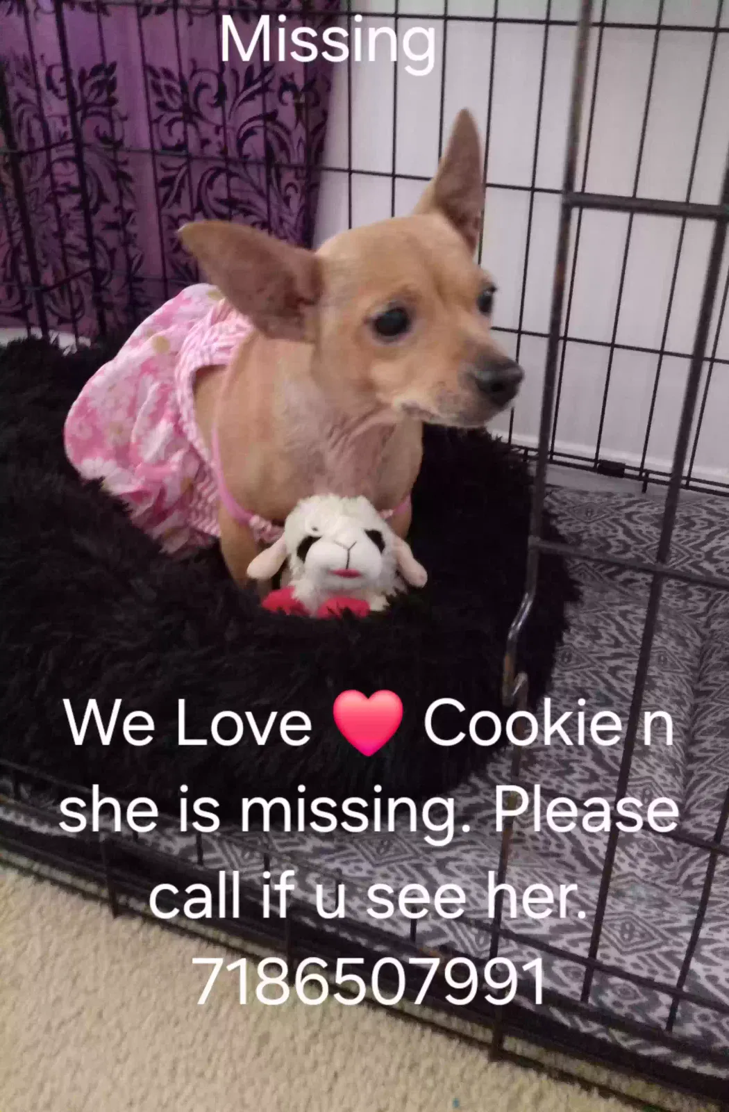 Lost dog in Elizabethport, NJ, 7206
