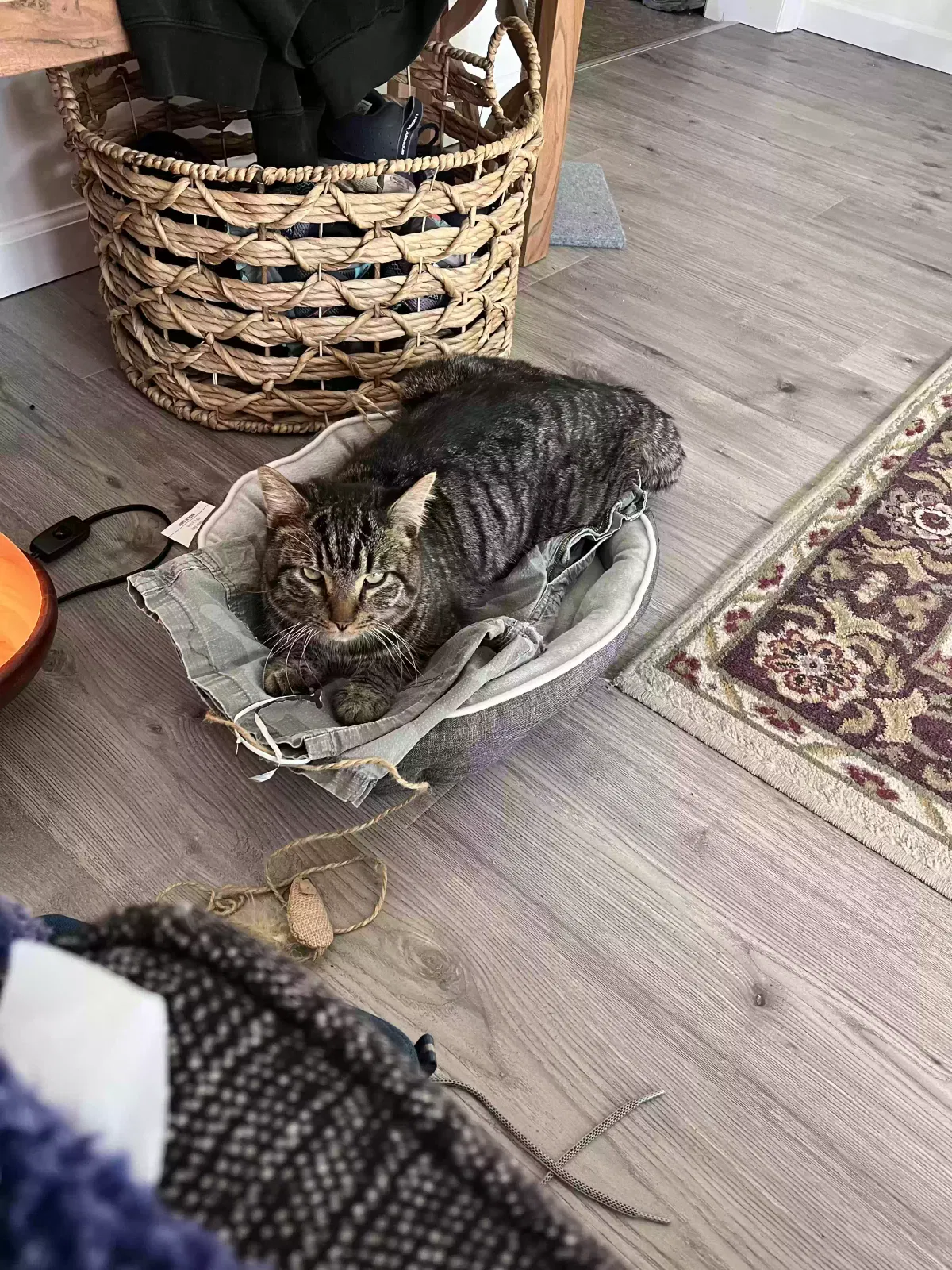 Found cat in Selinsgrove, PA, 17870
