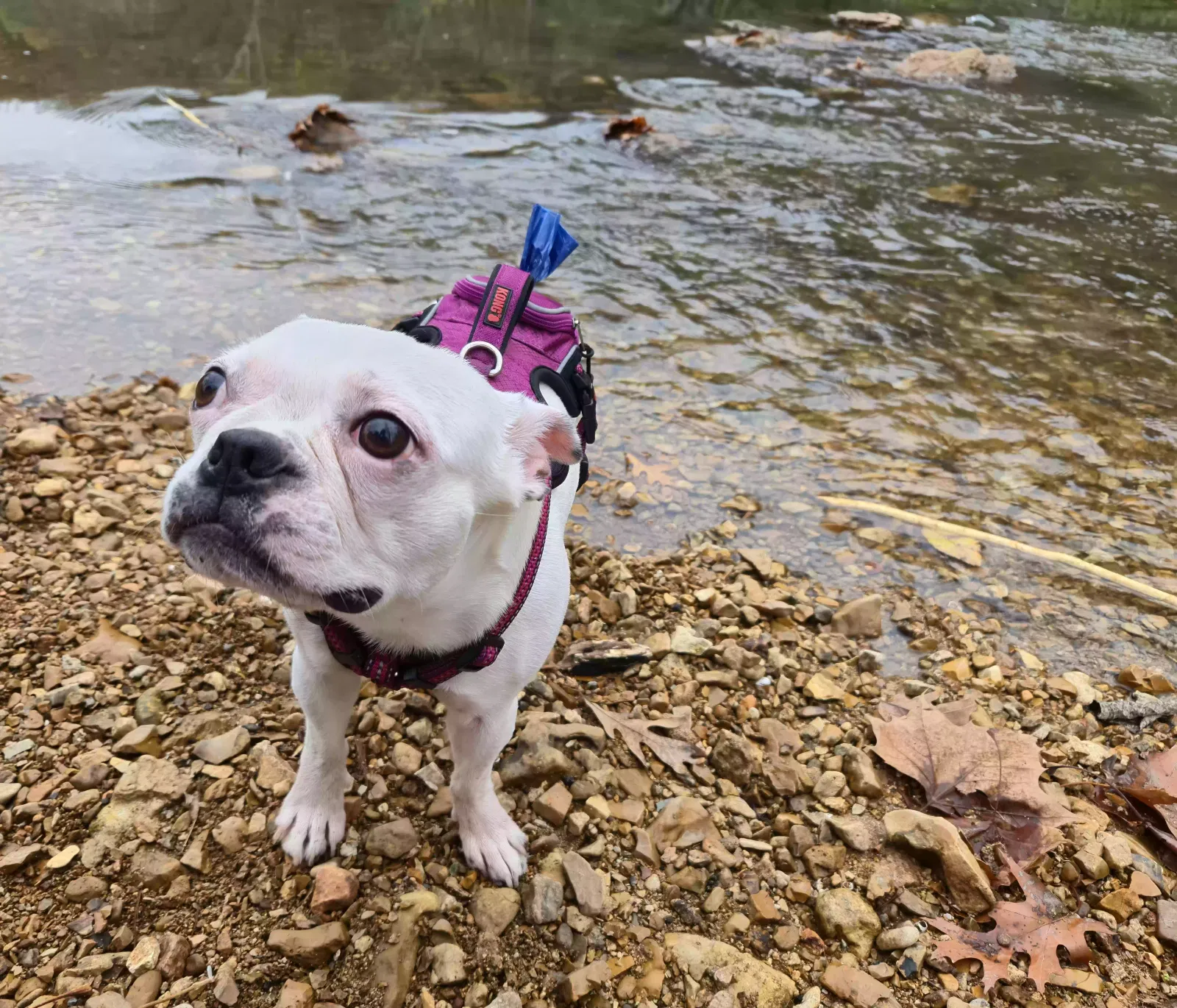 Lost dog in Chouteau, OK, 74337