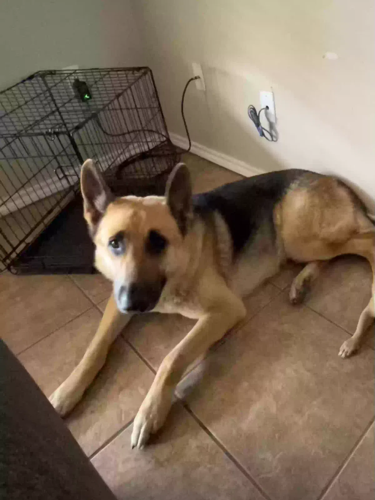 Lost dog in Weslaco, TX, 78596
