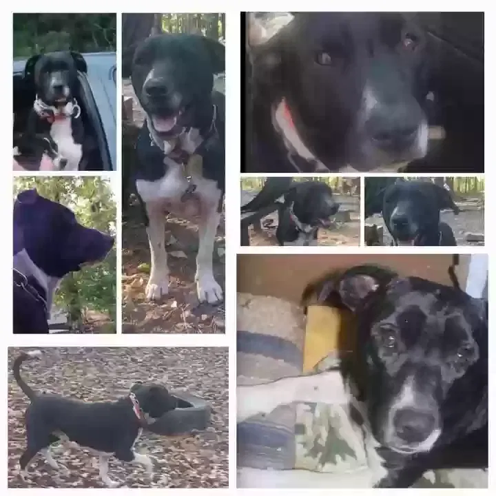 Lost dog in Shirley, AR, 72153