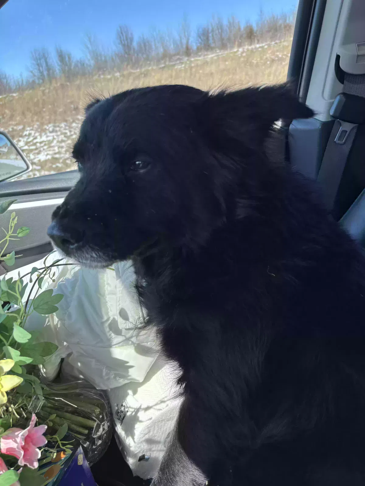 Found dog in Indianapolis, IN, 46236
