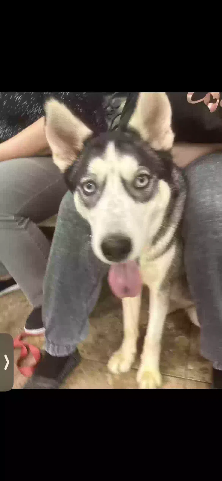 Lost dog in Dallas, TX, 75227
