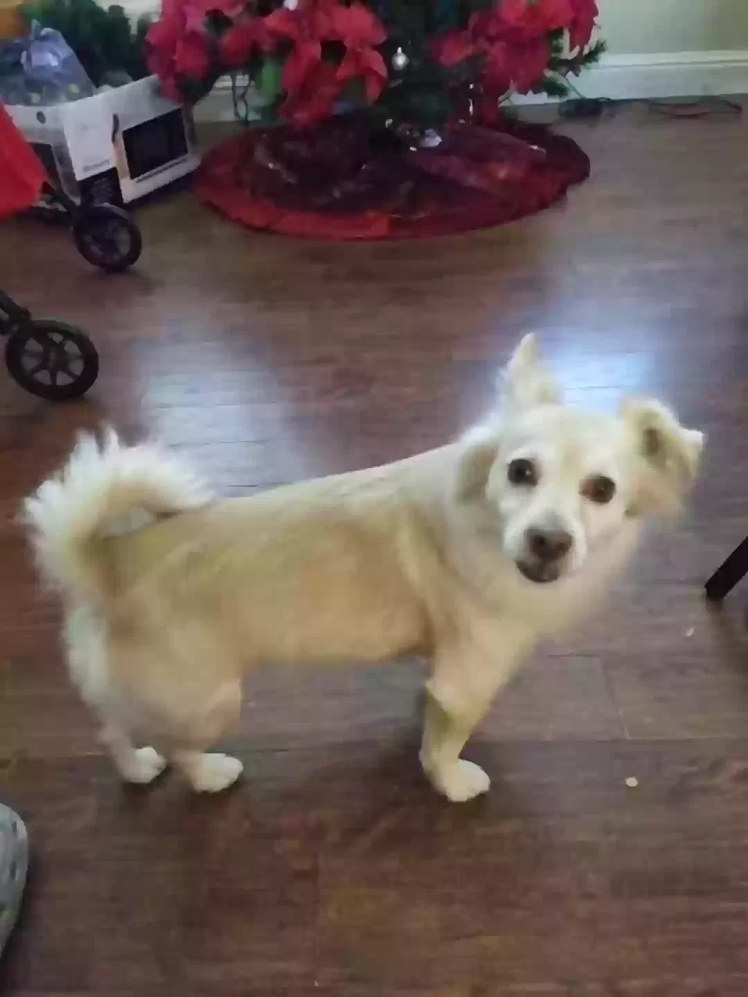 Lost dog in Fresno, CA, 93720