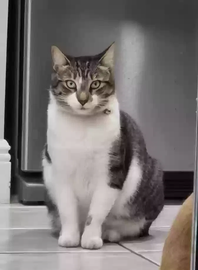 Lost cat in Miami, FL, 33196