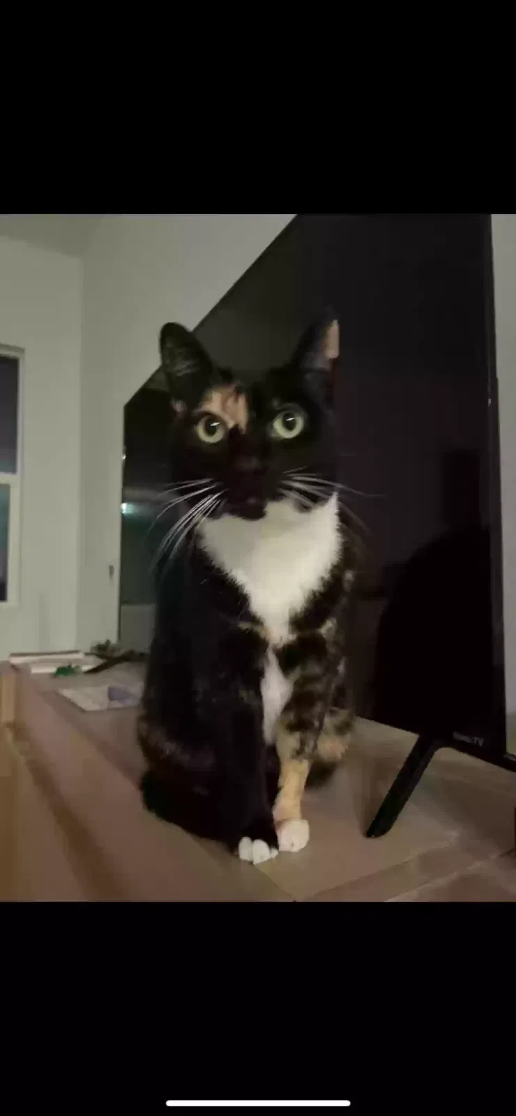 Lost cat in San Marcos, CA, 92078
