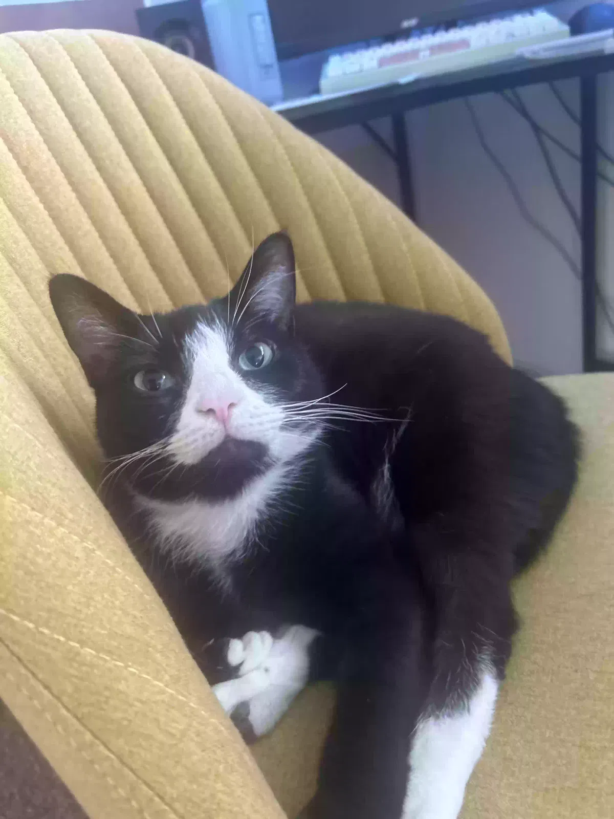 Lost cat in Savannah, GA, 31419