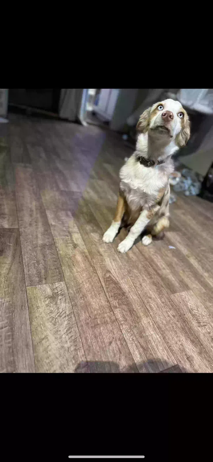 Lost dog in Joshua, TX, 76058