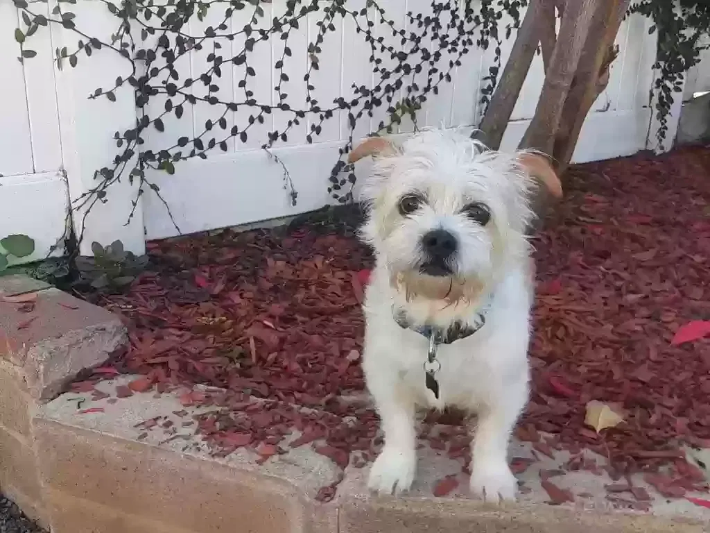 Lost dog in San Diego, CA, 92120