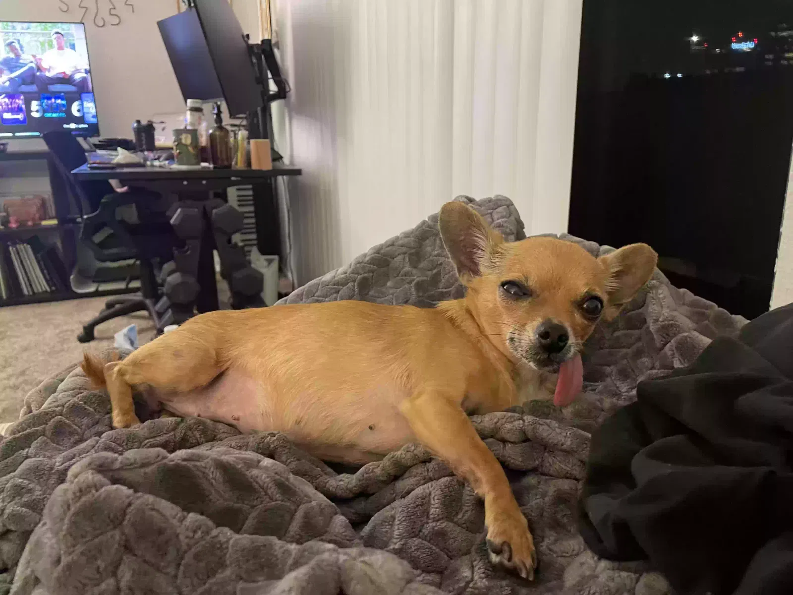 Lost dog in San Diego, CA, 92114