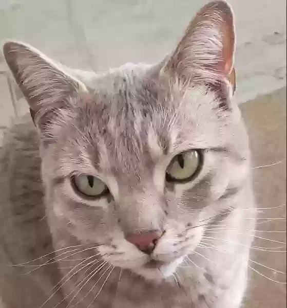 Lost cat in Las Vegas, NV, 89129