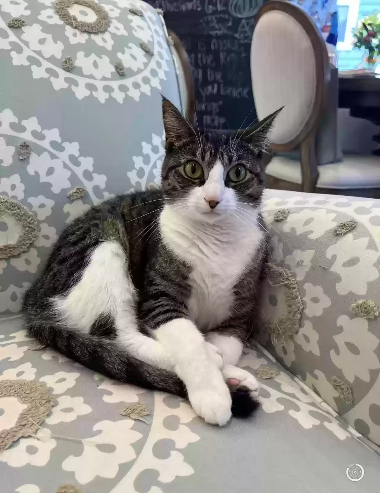 Lost cat in Bridgeville, PA, 15017