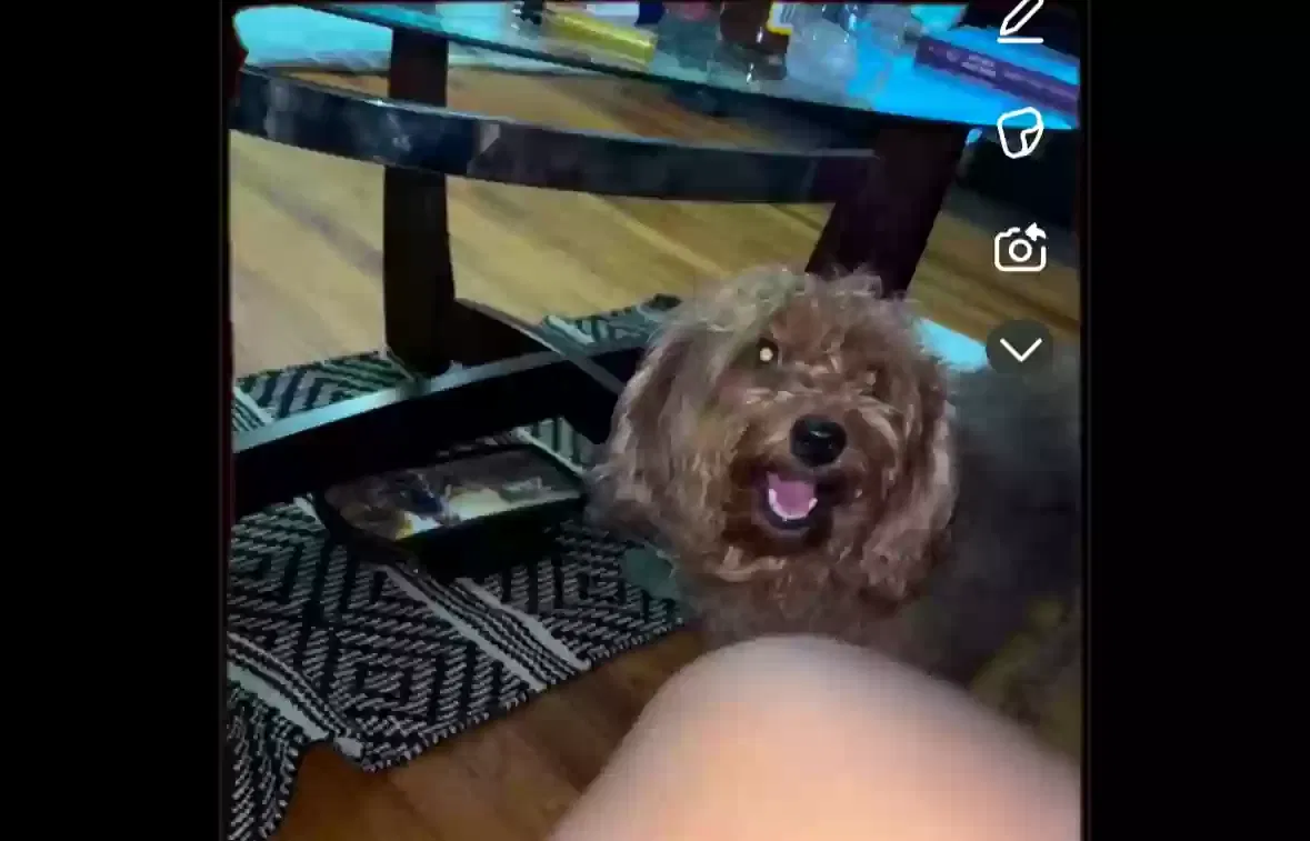 Lost dog in Park Forest, IL, 60466